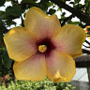 Meet your Posher, Cecilia